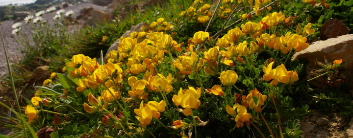 Bird's Foot Trefoil