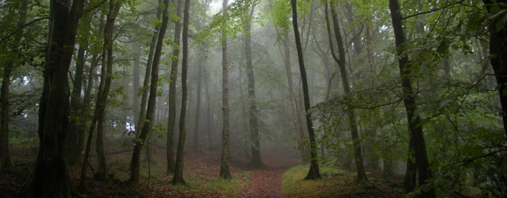 Mist in Woods