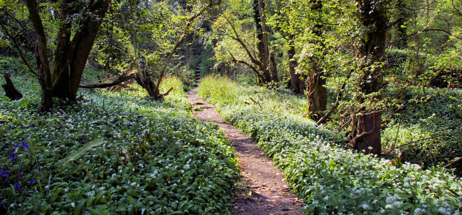 Bluebells & wild garlic