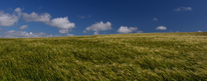 Otter Valley Barley Field