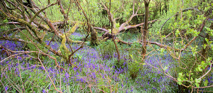 Woodland Bluebells here in the Otter Valley at the end of April.