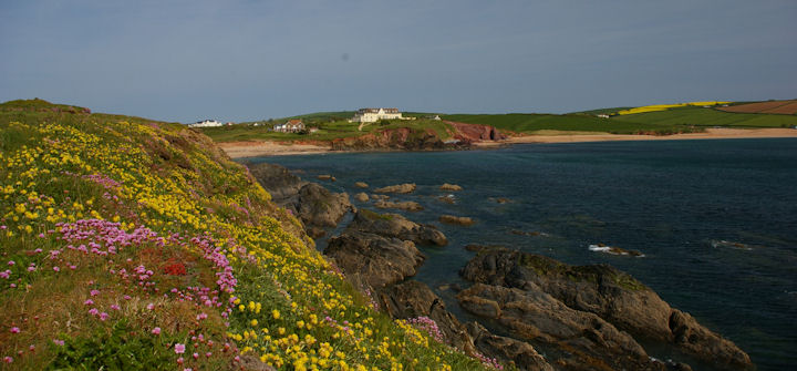 Cliffs adorned with kidney vetch and sea pnks near Thurlestone, Devon on a warm and sunny day in late April.