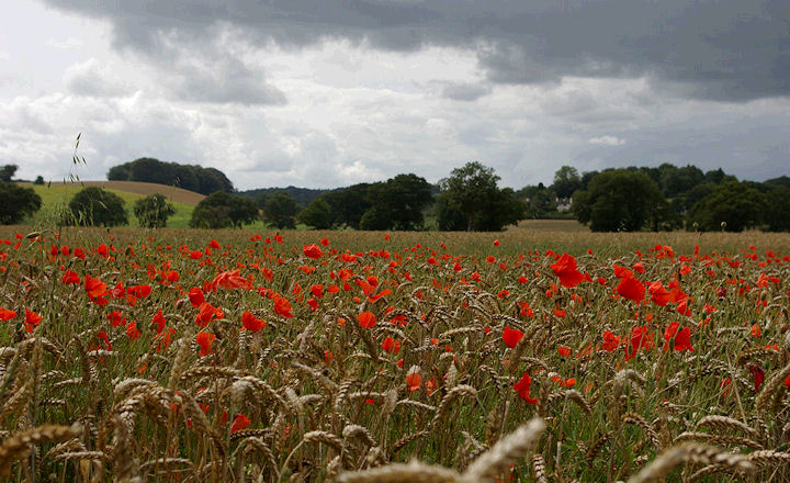 An organic wheat field in the Otter Valley near Tipton St John on a warm, humid but unsettled day in August.