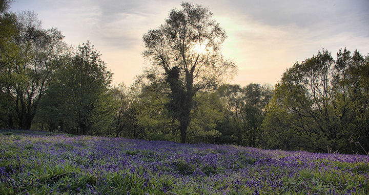 Bluebells in Gittisham Woods on a warm and sunny May evening.