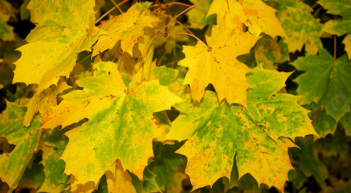 Autumnal sycamore leaves here in the Otter Valley.